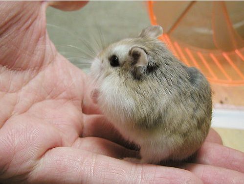 cutehamster05