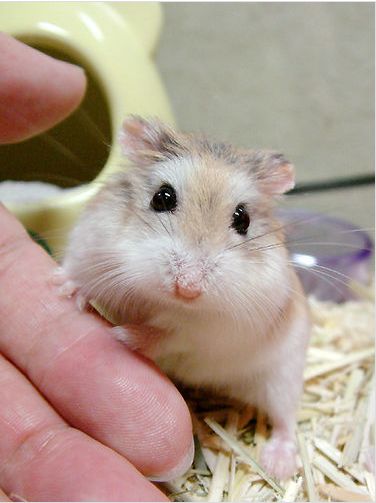 cutehamster08