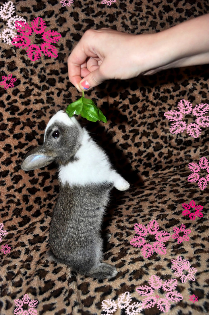 my_baby_bunny_by_leenieblueberry-d4vnu0z